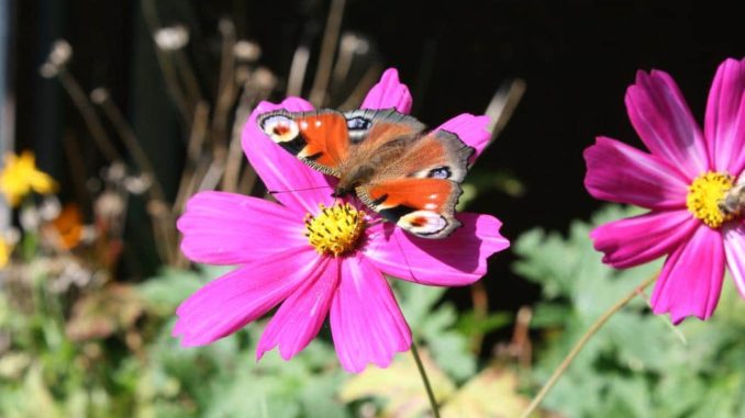 Kosmea, Schmuckkörbchen mit Schmetterling