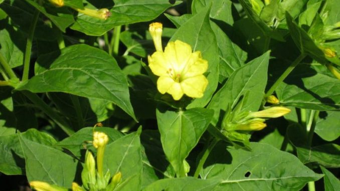 Wunderblume Wunderblume in gelb