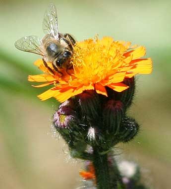 Biene sammelt Honig auf einer Blumenblüte Biene sammelt Honig auf einer Blumenblüte