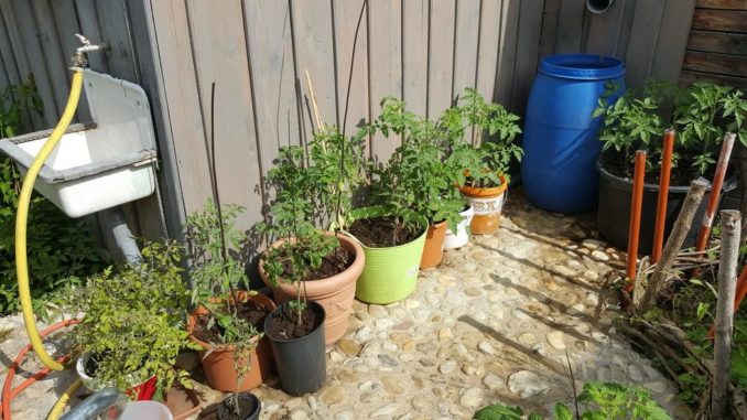 Tomaten im Kübel, Tomatenpflanzen Terrasse Tomaten im Kübel, Tomatenpflanzen Terrasse