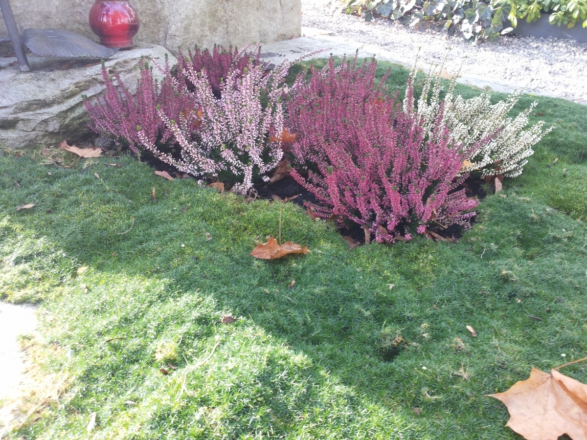 Grabpflege, Grabgestaltung im Herbst - Gartenzeitung.com