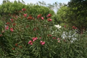 Oleander