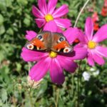Kosmea, Schmuckkörbchen mit Schmetterling