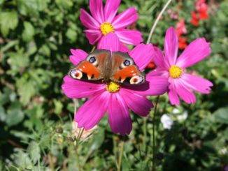 Kosmea, Schmuckkörbchen mit Schmetterling