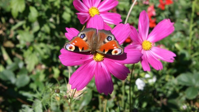 Kosmea, Schmuckkörbchen mit Schmetterling Kosmea, Schmuckkörbchen mit Schmetterling