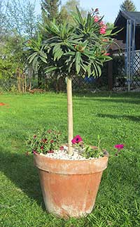 oleander-hochstamm