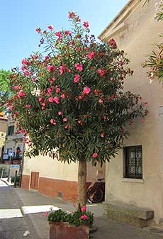 oleander-hochstamm