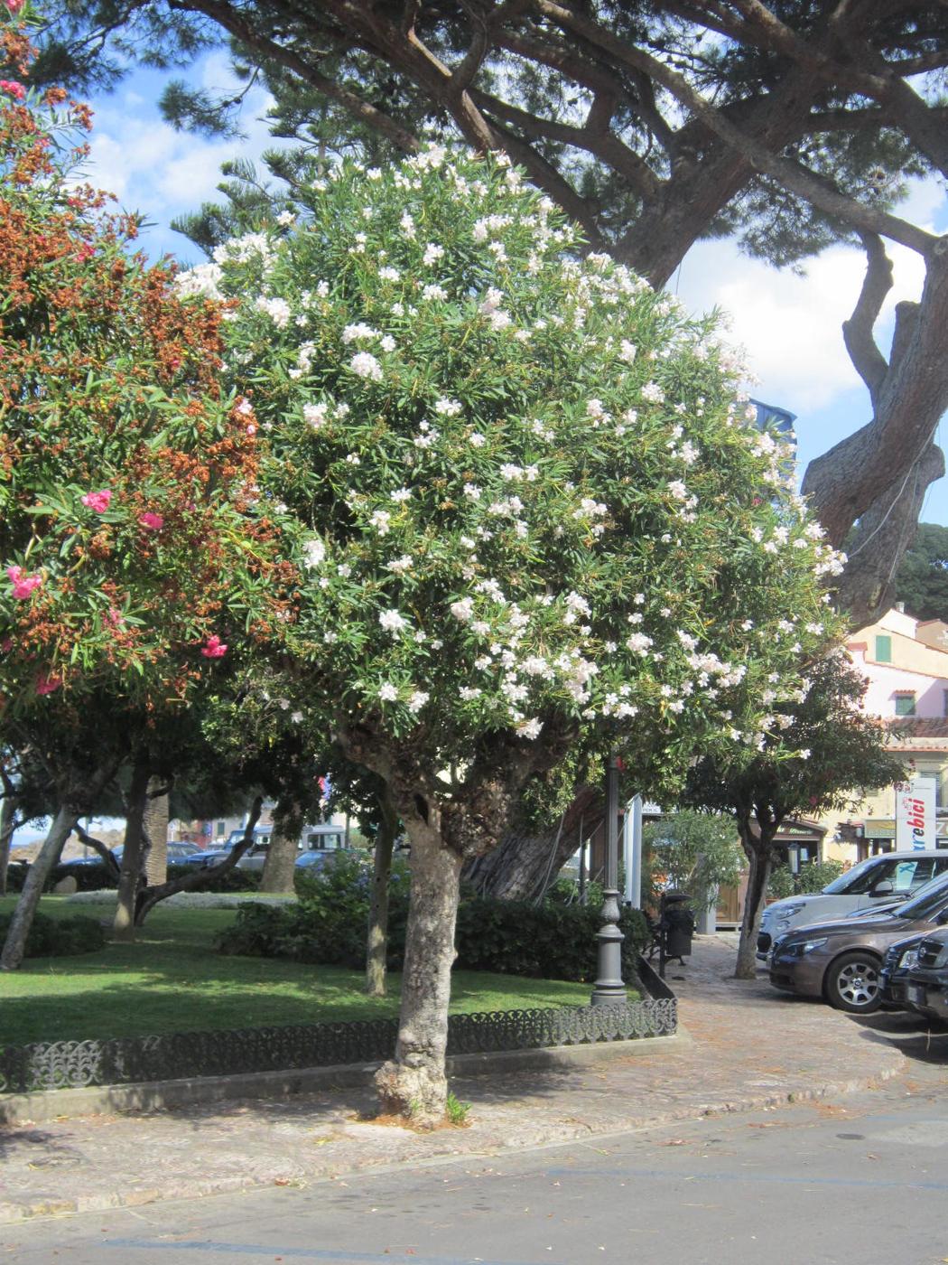 Oleander in Italien