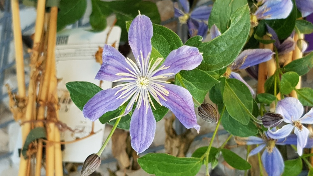 Clematis, Waldrebe, Kletterpflanze, Gartenzeitung.com