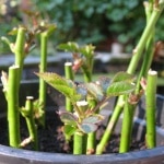 Rosensteckling, Rose vermehren, Schnittrose, Gartenzeitung.com