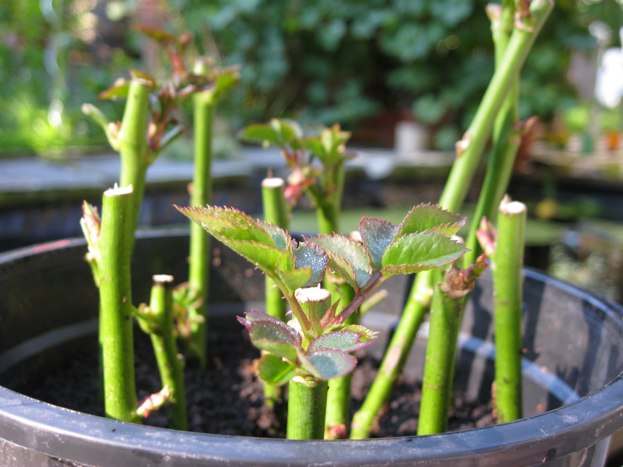 Rosen / Schnittrosen vermehren, Rosen Stecklinge - Gartenzeitung.com