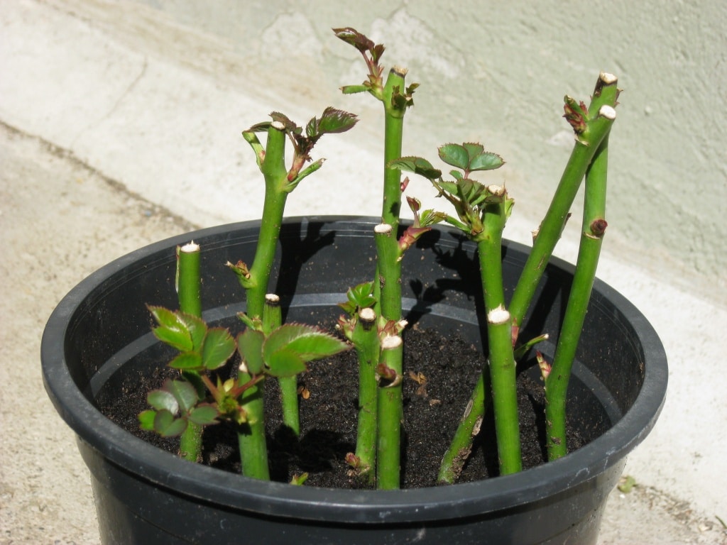 Rosensteckling, Rose vermehren, Schnittrose, Gartenzeitung.com