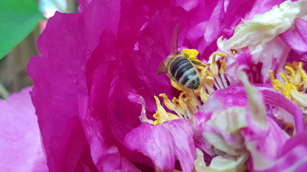 Pfingstrosen, Pfingstrose, Gartenzeitung.com, Biene