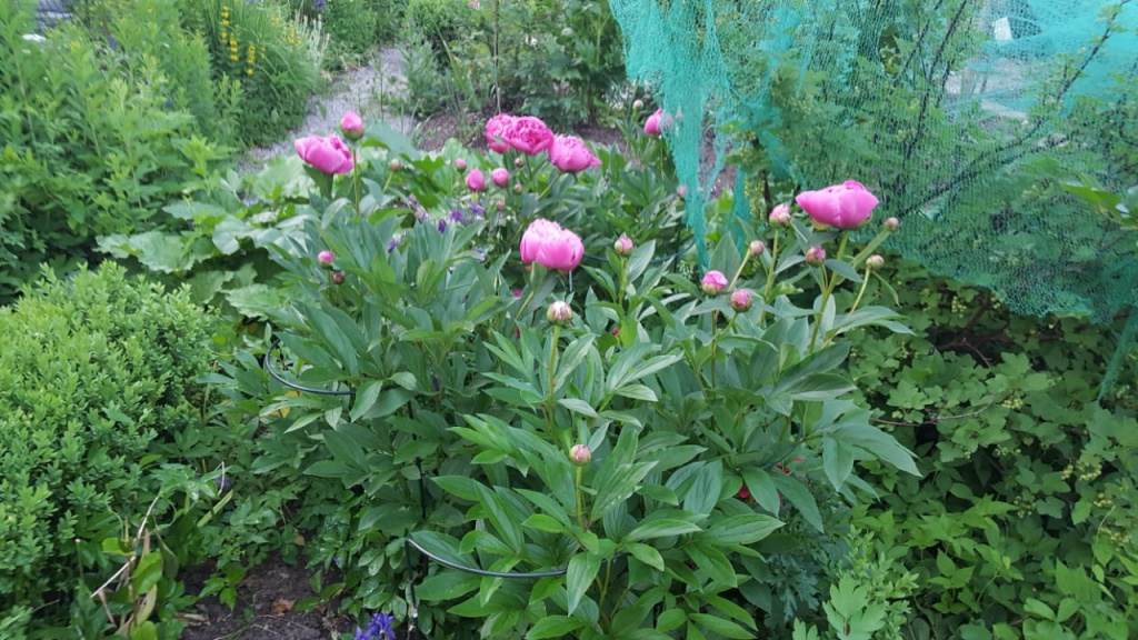 Pfingstrosen, Pfingstrose, Gartenzeitung.com