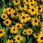 Sonnenhut, Gartenzeitung.com