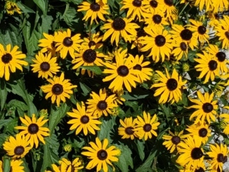 Sonnenhut, Gartenzeitung.com