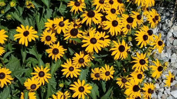 Sonnenhut, Gartenzeitung.com Sonnenhut, Gartenzeitung.com