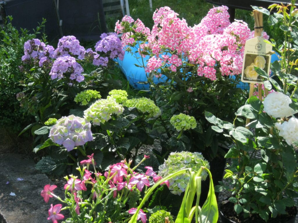 Phlox @ Gartenzeitung.com