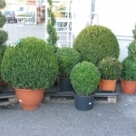 Immergrün, Buchs, Kübelpflanze, Kübel, Hecke, Gartenzeitung.com