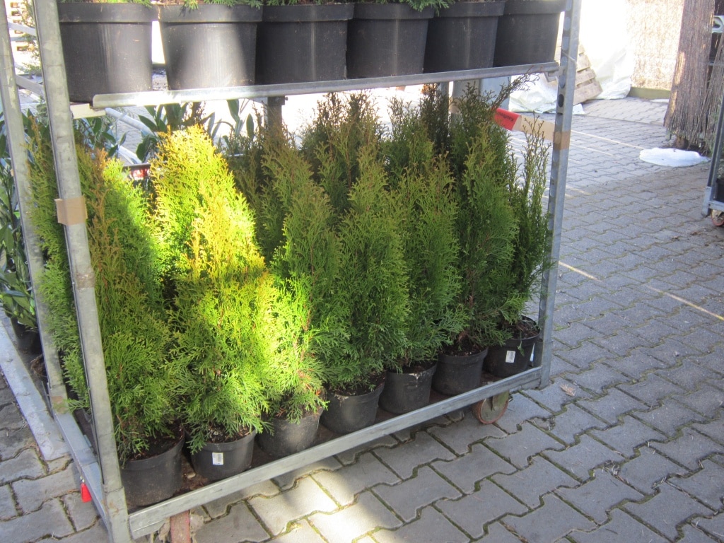 Thuja, Immergrün, Buchs, Kübelpflanze, Kübel, Hecke, Gartenzeitung.com