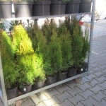 Thuja, Immergrün, Buchs, Kübelpflanze, Kübel, Hecke, Gartenzeitung.com