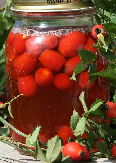 Saft, Likör und Gelee aus Hagebutten - Gartenzeitung.com