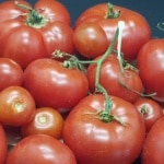 Tomate, Tomate, Gartenzeitung.com