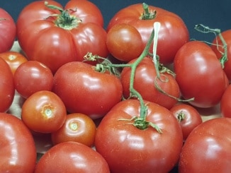 Tomate, Tomate, Gartenzeitung.com