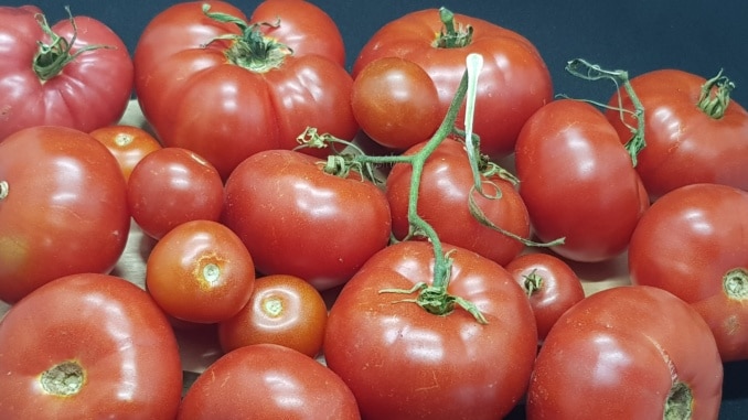 Tomate, Tomate, Gartenzeitung.com Tomate, Tomate, Gartenzeitung.com