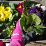 Frühling, Gartenarbeit, einpflanzen, Gartenhandschuh,