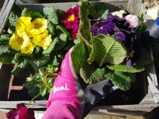 Frühling, Gartenarbeit, einpflanzen, Gartenhandschuh,