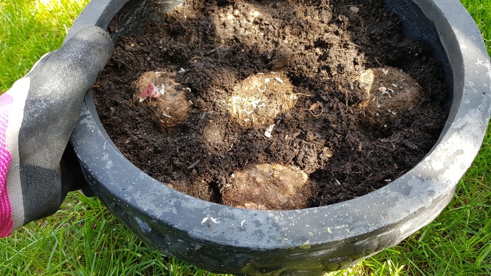 Knollenbegonien, Begonia - Gartenzeitung.com