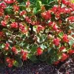 Knollenbegonie, Begonie, Gartenzeitung.com