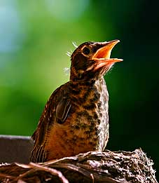 Jungvogel