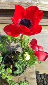 Anemone in Rot