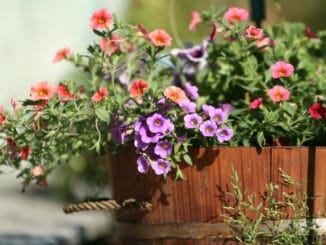 Petunie und Millionbells im Holztopf