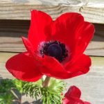 Rote Anemone