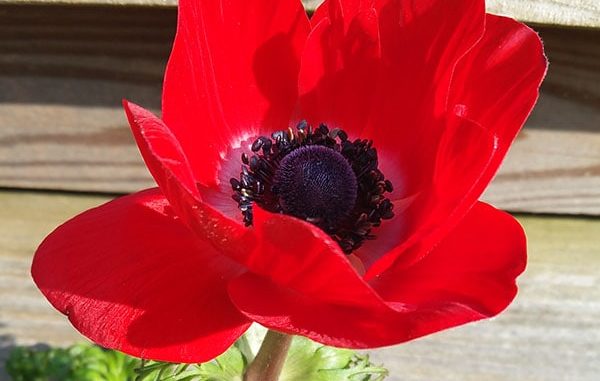 Rote Anemone Rote Anemone
