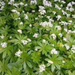 Waldmeister im Garten