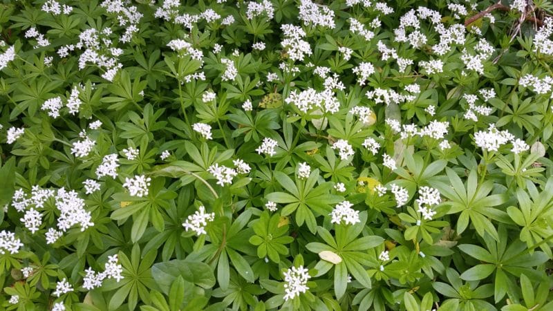 Waldmeister im Garten