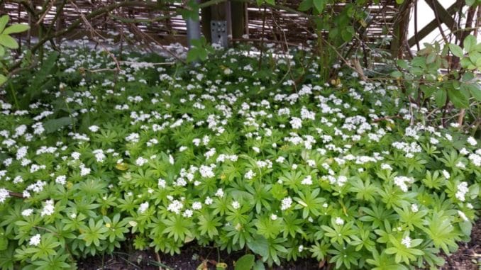 Waldmeister liebt einen schattigen Platz