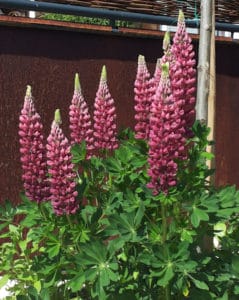 Lupine Lupinen im Garten