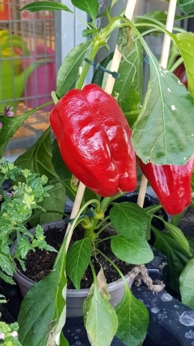 Paprika, Gemüsepaprika, Gemüse, Gartenzeitung.com