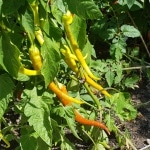 Paprika, Gemüsepaprika, Gemüse, Gartenzeitung.com