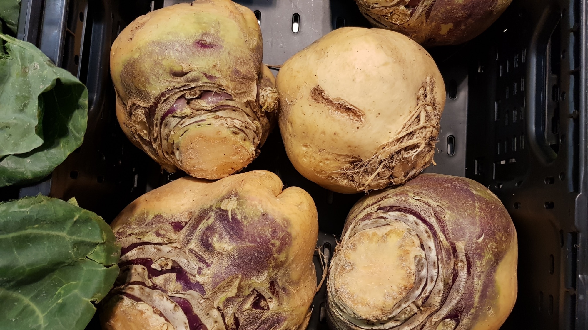 Rote Beete, Rote Rübe, Beta vulgaris - Gartenzeitung.com