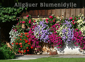Blumen für Blumenampeln