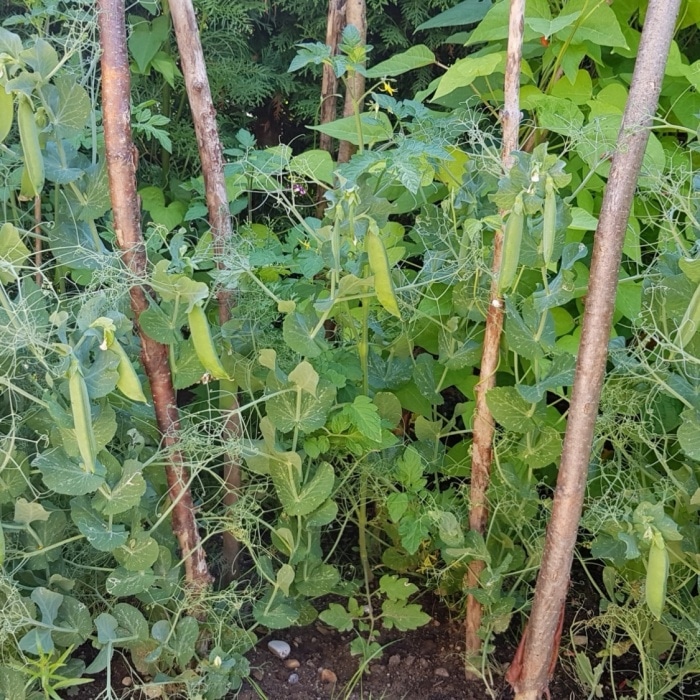 Früchte mit dem Dampfentsafter entsaften