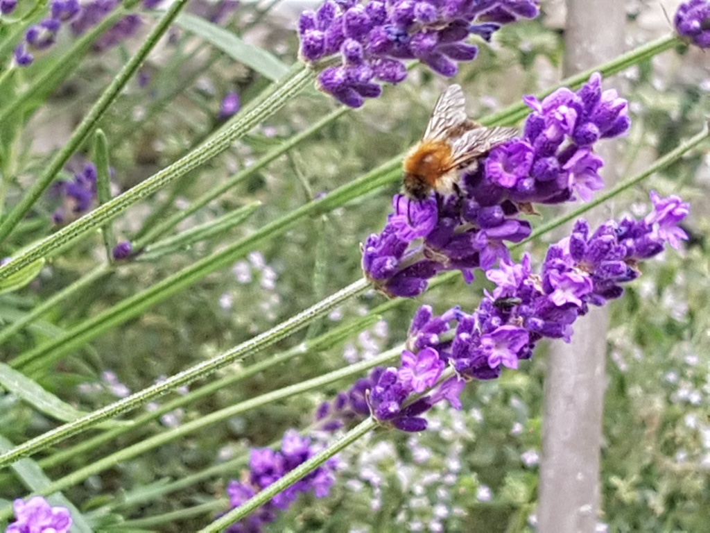 Hummel, Cosmea, Insekt, Tier, Nützling, Gartenzeitung.com