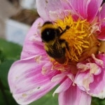 Hummel, Cosmea, Insekt, Tier, Nützling, Gartenzeitung.com