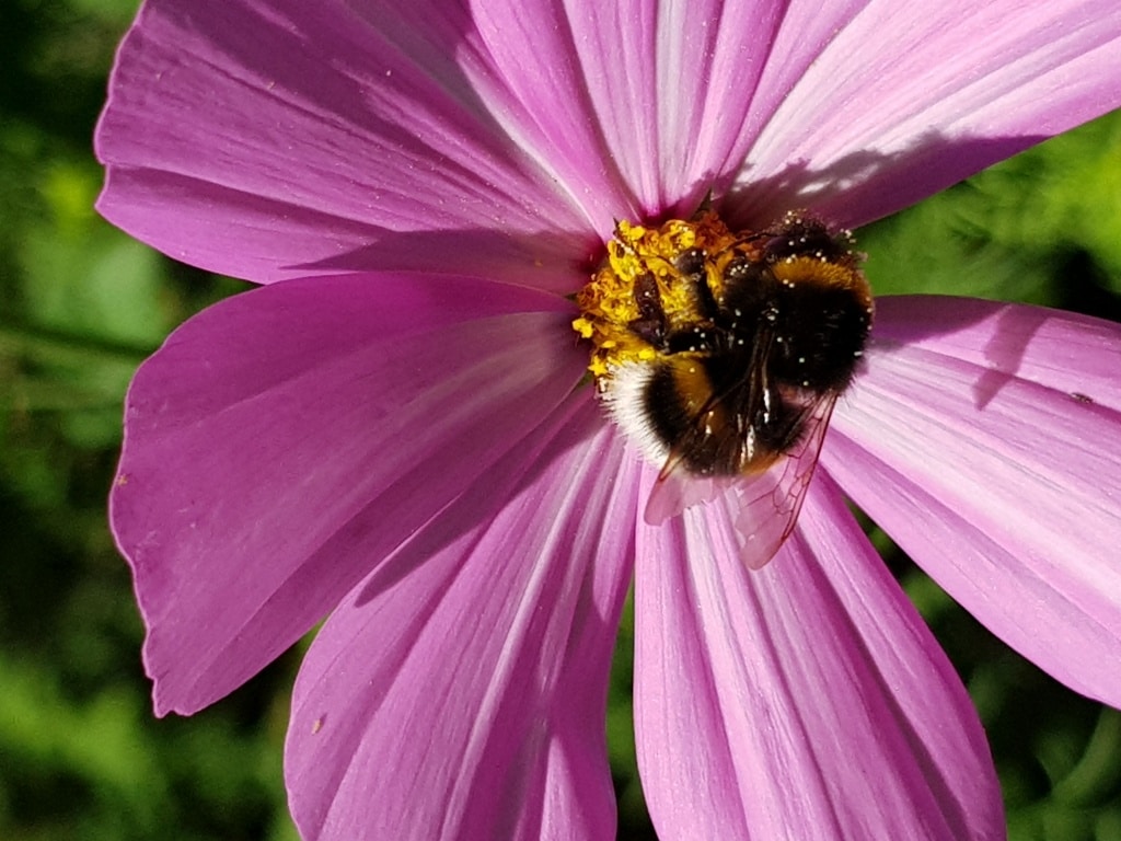 Hummel, Cosmea, Insekt, Tier, Nützling, Gartenzeitung.com